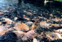 Aquaculture Industry Research Agreement Could Become Global Template