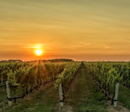 Increasing Land Prices Prove to be Detrimental