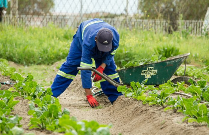 farm-labour-anaya-katlego-CXKk4zU7anE-unsplash