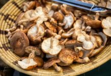 Chinese Shitake Mushroom Producer Gains Opportunities in Europe: A Global Report