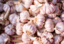 Better Quality Californian Garlic Crop Forecasted
