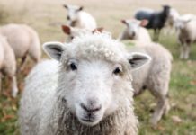 Live Sheep Trade Ban Not Likely to Occur this Term