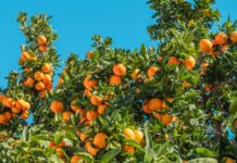 Mareeba Citrus Producers Expand to Keep up with Demands