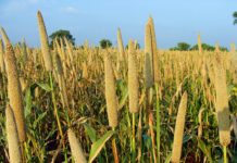 Mighty Millets—Super Grains of Power